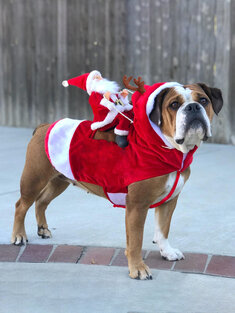 كلب عيد الميلاد زي سانتا كلوز ركوب ملابس الحيوانات الأليفة ركوب الغزلان زي