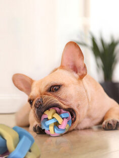 1 قطعة ألعاب الكلاب المطاطية البسيطة لطيف Colorful الكرة التفاعلية ألعاب الكلاب هرش الأسنان مستلزمات الحيوانات الأليفة للكلاب