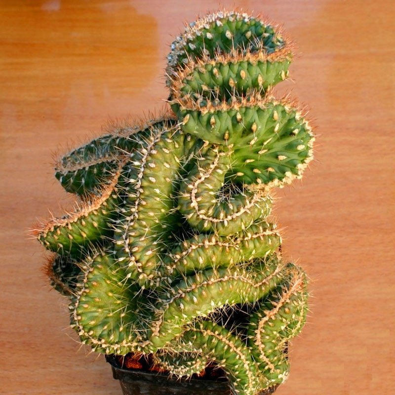 

Egrow 10PCS/Pack Cactus Seeds Rebutia Variety Flowering Color Cacti Rare Cactus Mini Plant Succulent