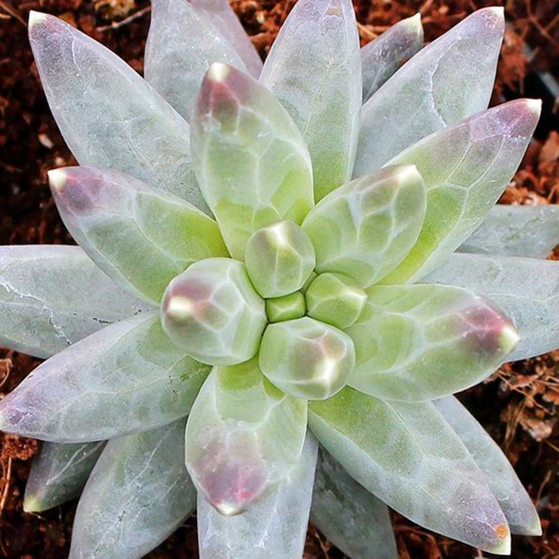 

Egrow 100 Pcs/Pack Pachyphytum Seeds Garden Compactum Succulent Potted Stone Plant Seed