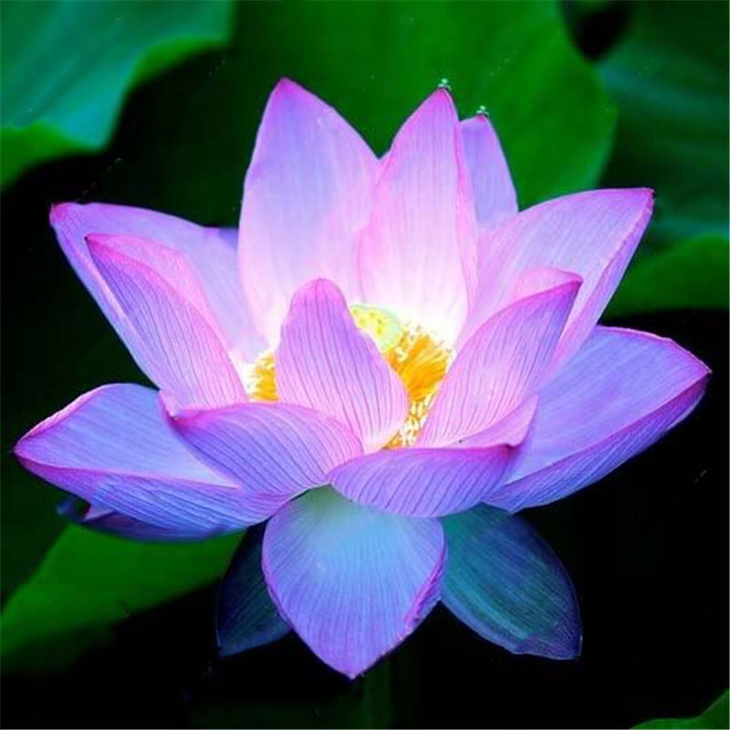 

Egrow Lotus Flower Seeds Aquatic Plants Bonsai Lotus Seeds Perennial Plant for Home Garden, White;peachpuff;light green