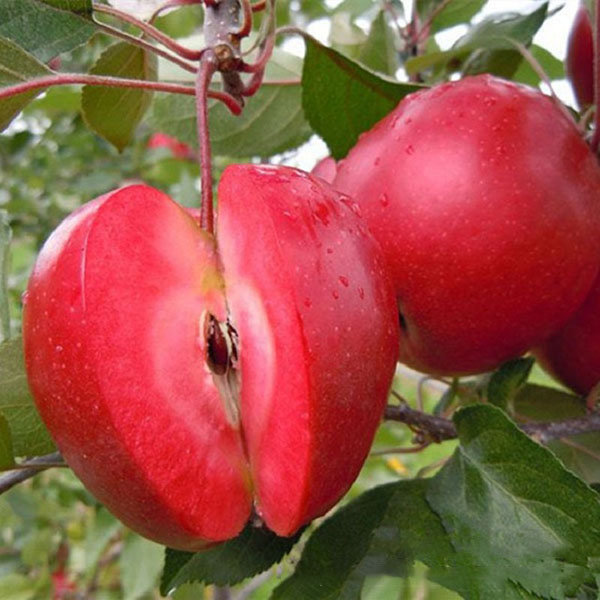 

Egrow 50 Pca/Pack Red-Fleshed Apple Seeds Redlove Apple Fruit Tree Seed Garden Planting