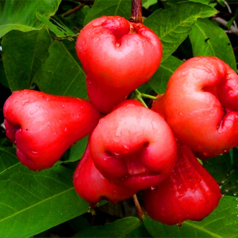 

Egrow 100 PCS/Pack Jambu Air Seeds Rose Wax Apple Bonsai Rare Fruit Flores for Home Garden Planting