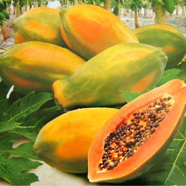 

Egrow 15Pcs/Pack Carica Papaya Seeds Organic Edible Fruit Sweet Papaya Bonsai Outdoor Tree Seed