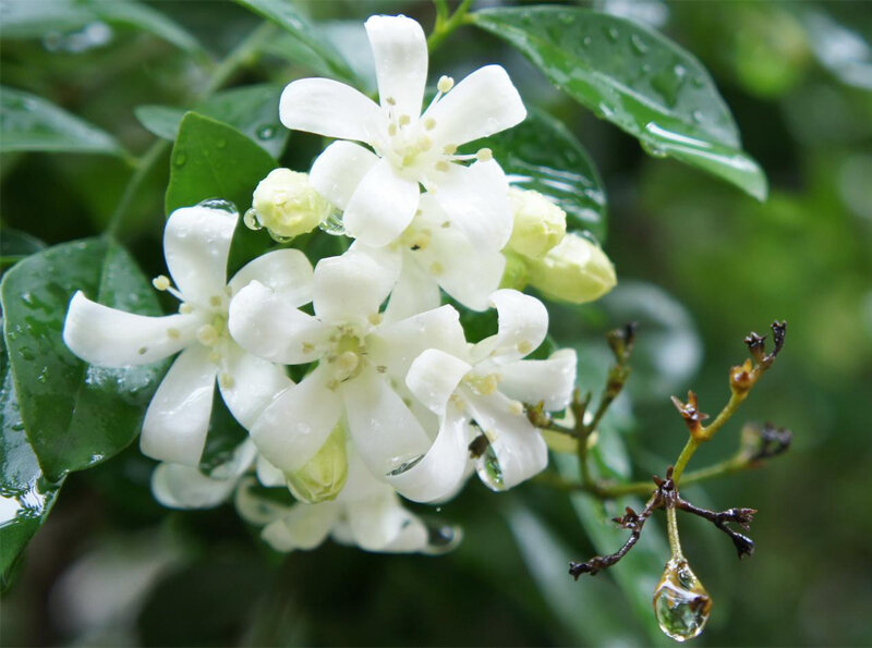 Lake View Jasmine Seeds everd1487HH Flower Seeds,20Pcs Lake View Jasmine Seeds Flower Garden and Home Bonsai Easy to Grow Flower Plant Seeds