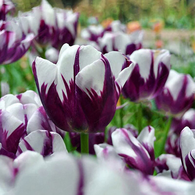 

Egrow 10Pcs Perennial Perfume Tulip Seed Mixed Color Tulip Flower Bonsai Seeds Outdoor Planting, Dark blue;sky blue;green;purple