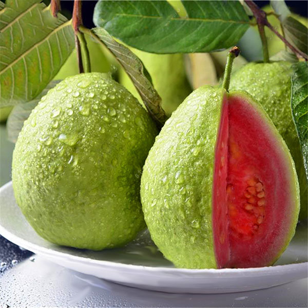 

Egrow 30 Pcs/Pack Guava Seeds Tropical Sweet Fruit Tree Plants Seed for Garden Balcony Courtyard