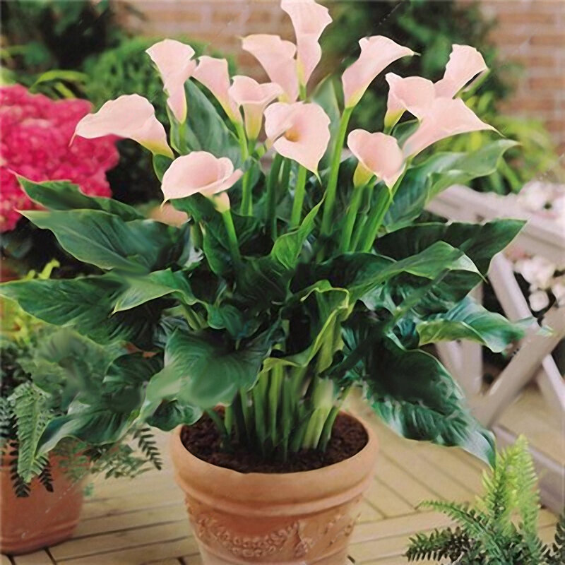 

Egrow 50PCS Calla Lily Seeds Tropic Beautifying Plants Garden Potted Flowers Perennial Lily Seeds, Pink