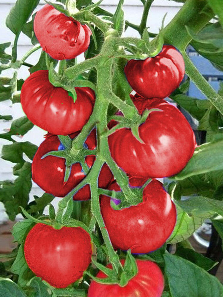 

100Pcs Tomato Seeds Magic Garden Colorful Bonsai Organic Vegetables and Fruits Seeds Home Yard
