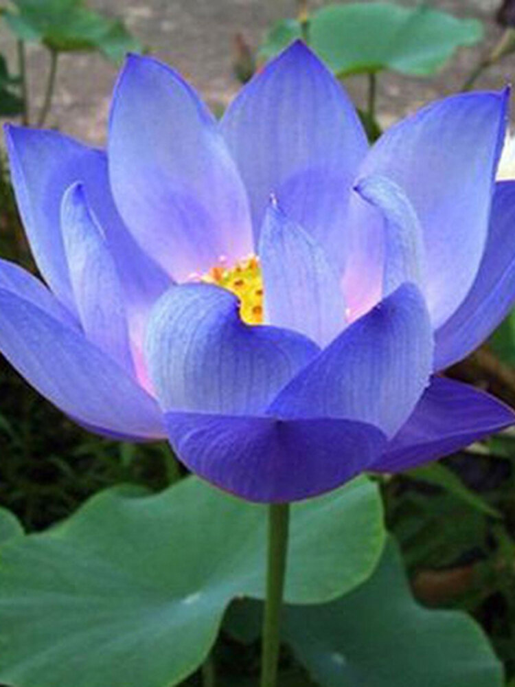 

10Pcs Flower Seeds Blue Lotus Seeds Aquatic Plants Water Lily Plants Midnight Blue Lotus