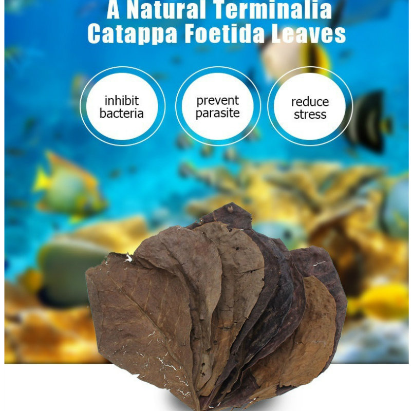 10pcs Natural Terminalia Catappa Foetida Leaves Island Almond Leaf Fish Cleaning Treatment Tank