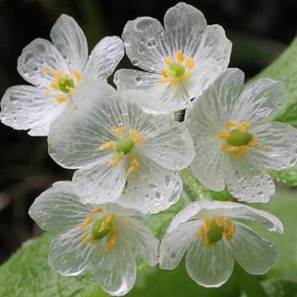 

10Pcs Japanese Lotus Flower Seeds White Petal Flower with Rain Turns Translucent Bonsai Crystal