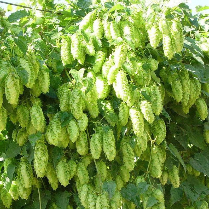 

100Pcs/Pack Hops Seeds Humulus Lupulus BonsaiBrew Your Own Beer Garden Outdoor Plant