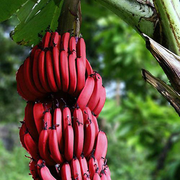 

50Pcs Red Banana Seeds Outdoor Perennial Interesting Plants Milk Taste Delicious Fruit Seeds