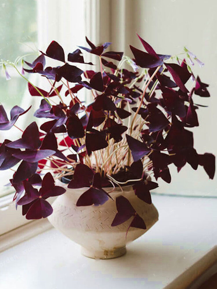 

Egrow 100 Pcs/Pack Oxalis Seeds Oxalis Flower Purple
