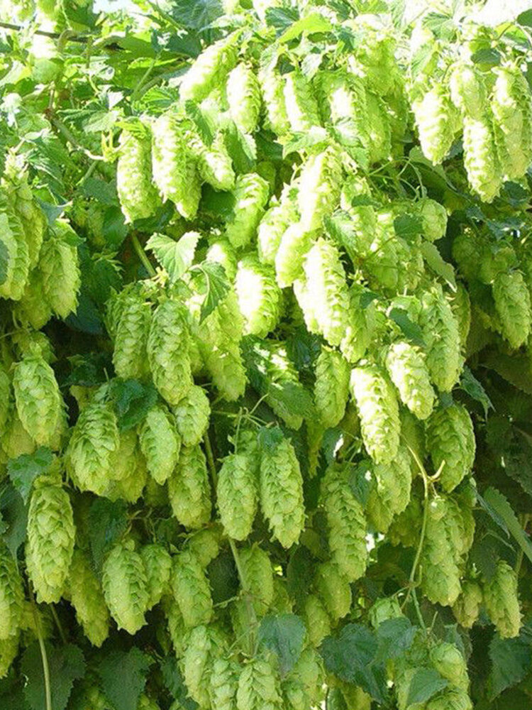 

100Pcs/Pack Hops Seeds Humulus Lupulus BonsaiBrew Your Own Beer Garden Outdoor Plant