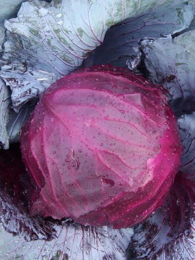 

Egrow 10Pcs/Pack Brussels Sprouts Seeds Purple Cabbage