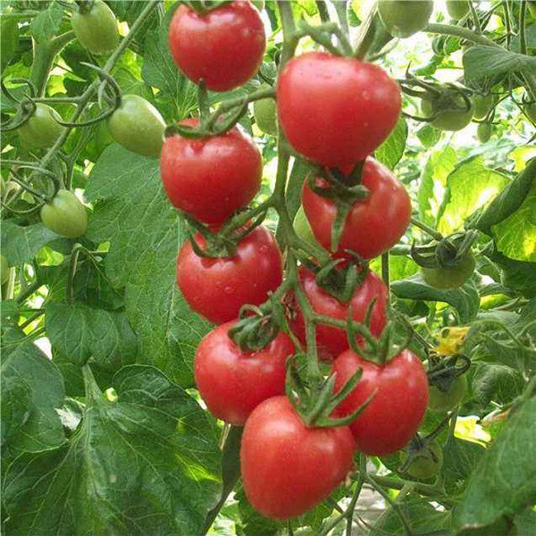 

Egrow 200Pcs Tomato Seeds Garden Vegetable Planting Red Yellow Black Potted Tomatoes Bonsai