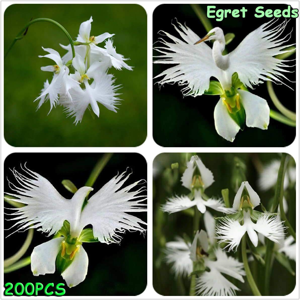 Japanese Egret Flowers Seeds White Egret Orchid Seeds Radiata Rare 100pcs
