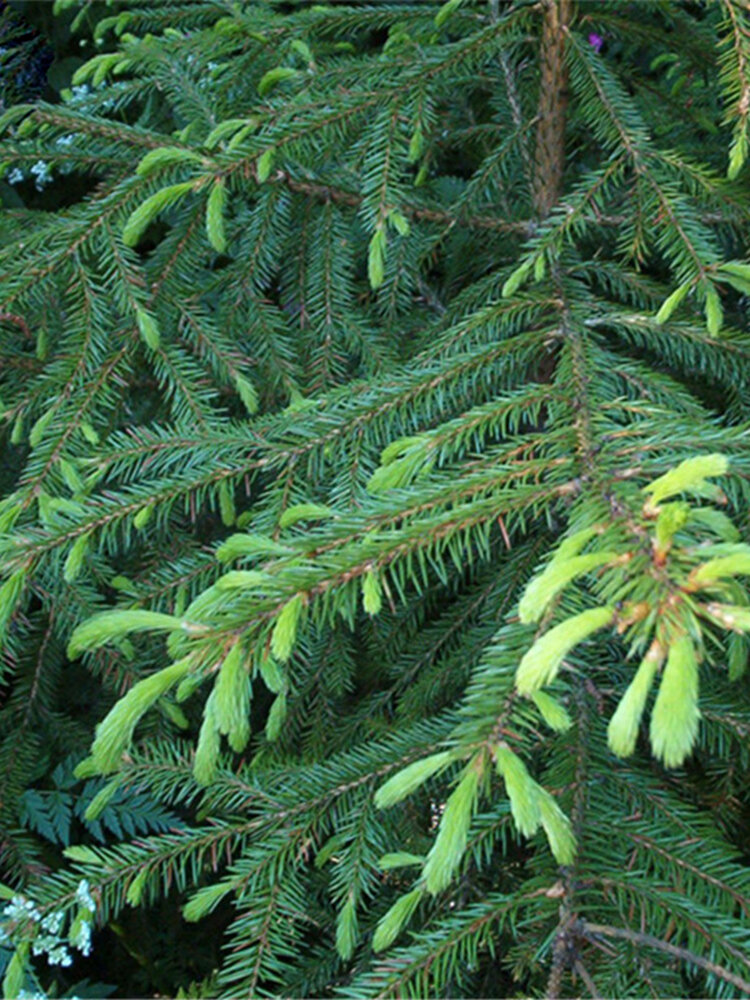 

Egrow 60 Pcs/Pack Asperata Seeds Picea Asperata Fir Tree Semente Plant Spruce Tree