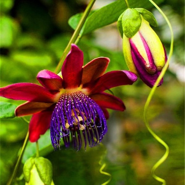 100pcs Bag Passion Flower Seeds Vine Fruit Passiflora Bonsai Seeds Home Garden Newchic,Spoons Drinking Game Rules