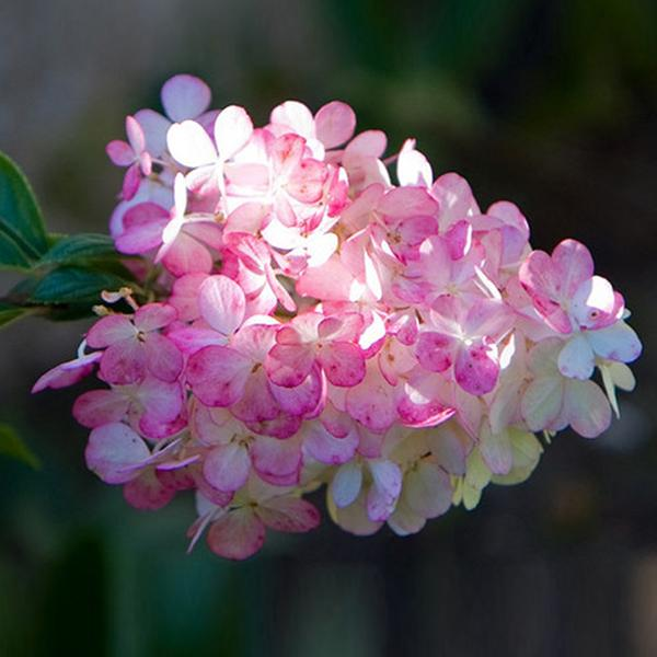 

50Pcs Vanilla Strawberry Hydrangea Flower Seeds Planting Flower Bonsai Tree Seeds