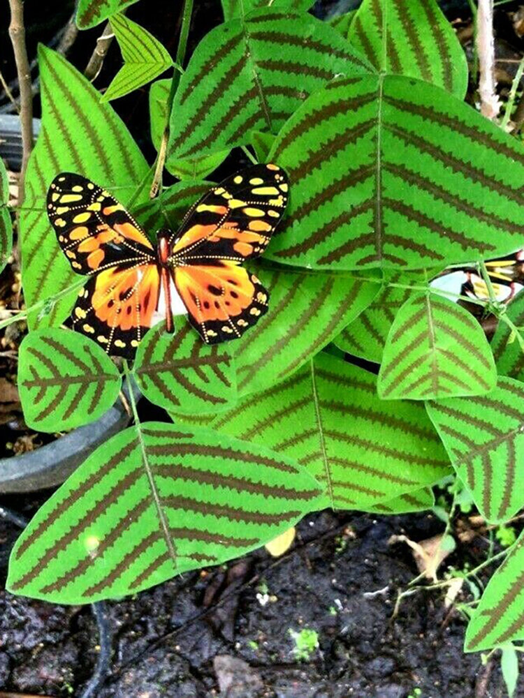 

Egrow 5 Pcs/Pack Obcordata Seeds Green Butterfly Bonsai for Home Garden Plant
