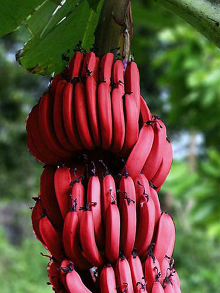

50Pcs Red Banana Seeds Outdoor Perennial Interesting Plants Milk Taste Delicious Fruit Seeds