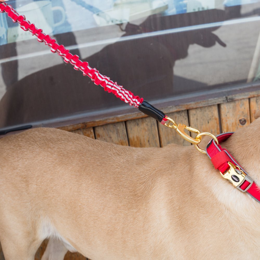 Dog Leash Traffic Control Handle Available Ultra Sturdy With Elastic Bungee Dog Traction Rope
