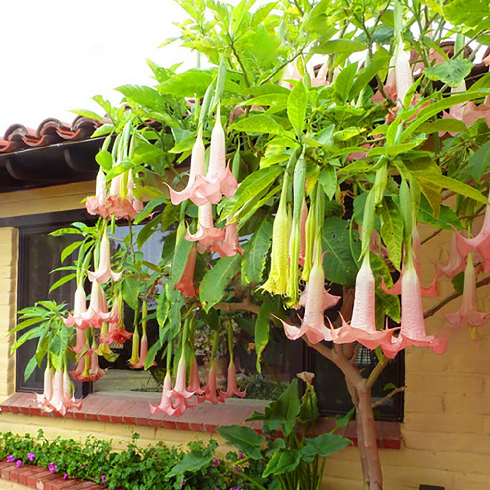 100pcs datura plants bonsai flower seeds for home garden planting datura  rare flower