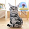 19.7インチソフトアニマルクッション面白い猫枕猫のおもちゃクリエイティブシミュレーション猫枕 - ＃3
