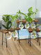 Mesa de vaso de vidro estilo breve hidropônico Planta ornamento de decoração para casa de madeira - Todo o conjunto