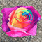 Honana WX-89 147cm 3D Simulation Rose Strandtuch Romantisch Damen Badetuch Schal Bettlaken Wandteppich - #6