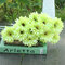 10PCS Sunbeam Gerbera Artificial Flower Daisy Bridal Bouquet Wedding Party Home Decor - Green