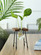 Mesa de vaso de vidro estilo breve hidropônico Planta ornamento de decoração para casa de madeira - Garrafa única