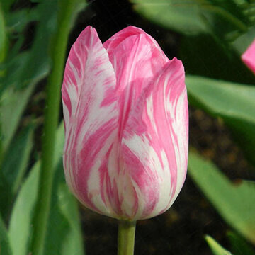 

Egrow 10Pcs Perfume Tulip Seed, White