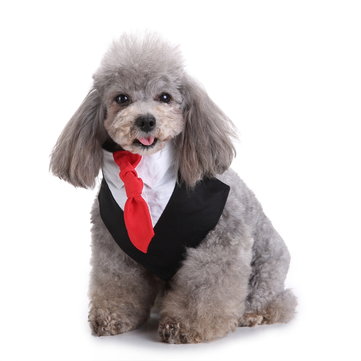 Formal Dog Tuxedo Dog Bow Tie and Neck Ties