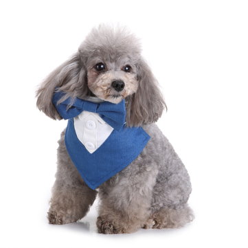 Formal Dog Tuxedo Dog Bandana with Bow Tie