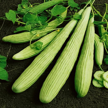

Egrow 50 Pcs/Bag Giant Long Green Cucumber Seeds