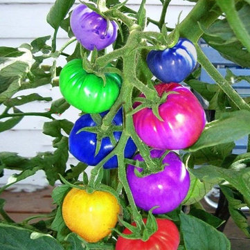 

100Pcs Rainbow Tomato Seeds Magic Garden Colorful Bonsai Organic Vegetables and Fruits Seeds Home Yard