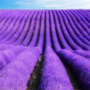 

100 pcs Lavender Seeds