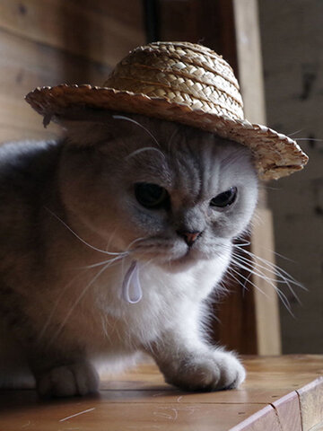 Pet Dog Cat Fashion Hawaii Style Photograph Props Hat