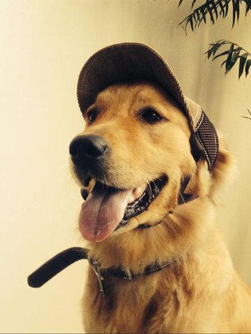 Cappello da baseball regolabile per animali domestici Cappello da viaggio per esterni Cappello protettivo per cani estivo