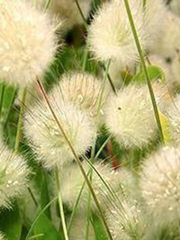 Mixed Color Rainbow Grass Bonsai Plant Seeds Garden Courtyard Ornamental Decor 100Pcs Rabbit Tails Grass Seeds