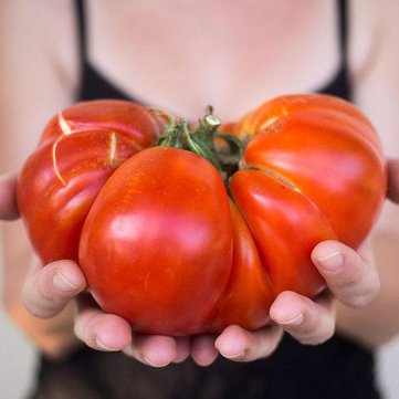 

100 Pcs/bag Giant Tomato