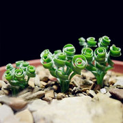 Doubleer 10pcs spirale herbe semences bonsa/ï plante Gramin/ées graines